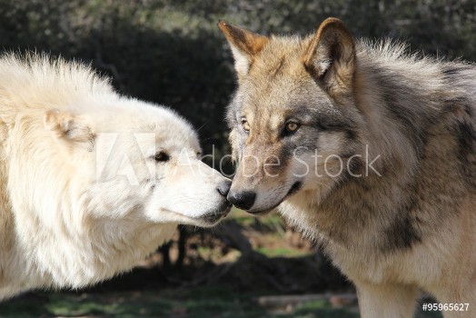 Picture of Wolf Kiss Alaskan Gray Wolves